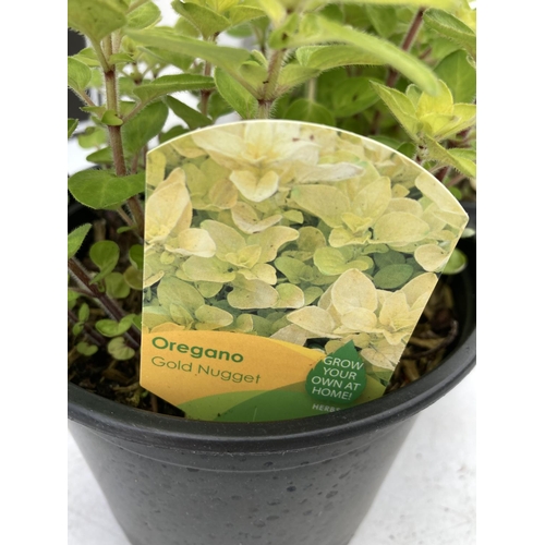 159 - THREE OREGANO 'GOLD NUGGET' IN 1 LTR POTS APPROX 30CM IN HEIGHT NO VAT TO BE SOLD FOR THE THREE