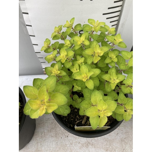 159 - THREE OREGANO 'GOLD NUGGET' IN 1 LTR POTS APPROX 30CM IN HEIGHT NO VAT TO BE SOLD FOR THE THREE