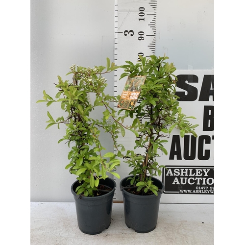 172 - TWO PYRACANTHA 'SUNNY STAR' IN 2 LTR POTS IN 80CM IN HEIGHT PLUS VAT TO BE SOLD FOR THE TWO