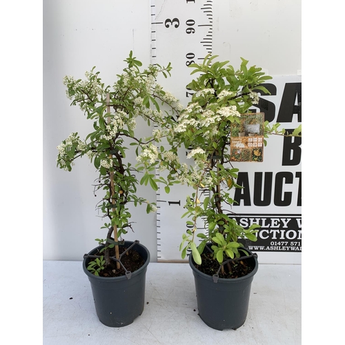 172 - TWO PYRACANTHA 'SUNNY STAR' IN 2 LTR POTS IN 80CM IN HEIGHT PLUS VAT TO BE SOLD FOR THE TWO