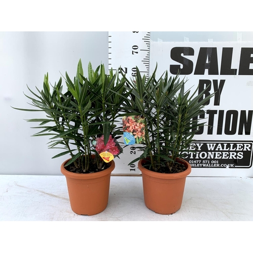 173 - TWO OLEANDER NERIUM SHRUBS 'SIMPLE SALMON' AND 'DOUBLE PINK' APPROX 60CM TALL IN 4 LTR POTS PLUS VAT... 