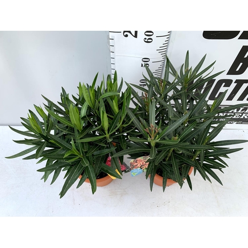 173 - TWO OLEANDER NERIUM SHRUBS 'SIMPLE SALMON' AND 'DOUBLE PINK' APPROX 60CM TALL IN 4 LTR POTS PLUS VAT... 