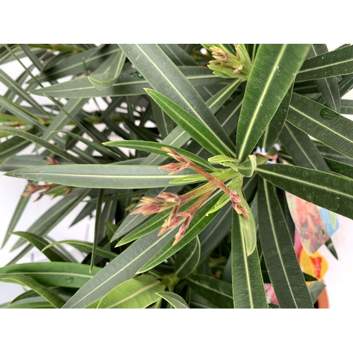 173 - TWO OLEANDER NERIUM SHRUBS 'SIMPLE SALMON' AND 'DOUBLE PINK' APPROX 60CM TALL IN 4 LTR POTS PLUS VAT... 