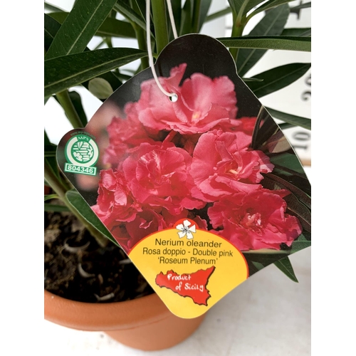 173 - TWO OLEANDER NERIUM SHRUBS 'SIMPLE SALMON' AND 'DOUBLE PINK' APPROX 60CM TALL IN 4 LTR POTS PLUS VAT... 