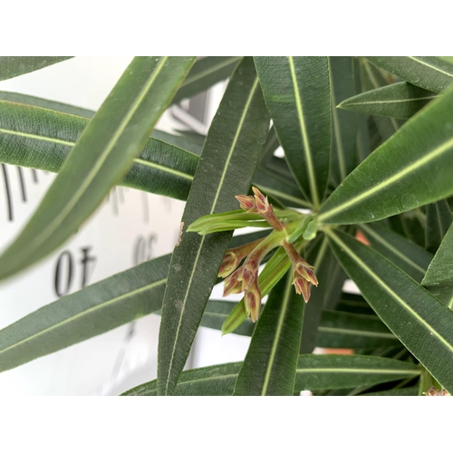 173 - TWO OLEANDER NERIUM SHRUBS 'SIMPLE SALMON' AND 'DOUBLE PINK' APPROX 60CM TALL IN 4 LTR POTS PLUS VAT... 