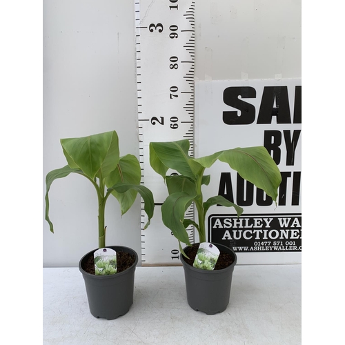 174 - TWO MUSA BASJOO BANANA PLANTS IN 2 LTR POTS 60CM TALL TO BE SOLD FOR THE TWO NO VAT