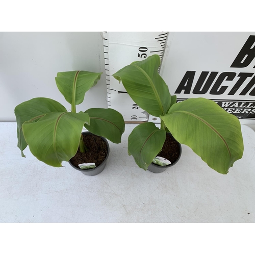 174 - TWO MUSA BASJOO BANANA PLANTS IN 2 LTR POTS 60CM TALL TO BE SOLD FOR THE TWO NO VAT