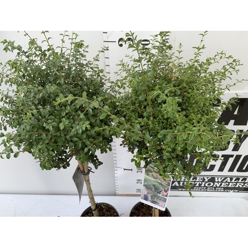 175 - TWO LIGUSTRUM DELAVAYANUM STANDARD TREES APPROX 100CM - 110CM IN HEIGHT IN 3LTR POTS PLUS VAT TO BE ... 