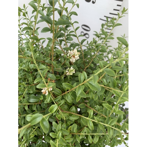 175 - TWO LIGUSTRUM DELAVAYANUM STANDARD TREES APPROX 100CM - 110CM IN HEIGHT IN 3LTR POTS PLUS VAT TO BE ... 