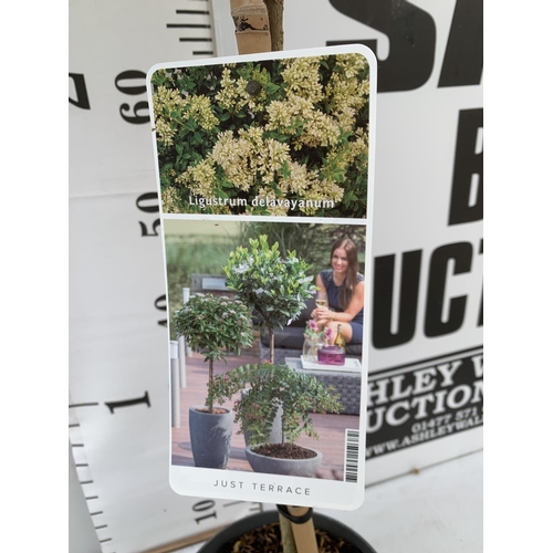 175 - TWO LIGUSTRUM DELAVAYANUM STANDARD TREES APPROX 100CM - 110CM IN HEIGHT IN 3LTR POTS PLUS VAT TO BE ... 