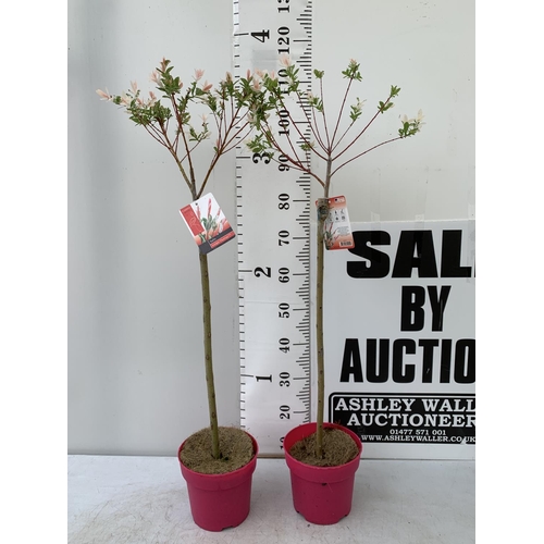 179 - TWO STANDARD SALIX INTEGRA 'FLAMINGO' OVER 110CM IN HEIGHT IN 3 LTR POTS PLUS VAT TO BE SOLD FOR THE... 