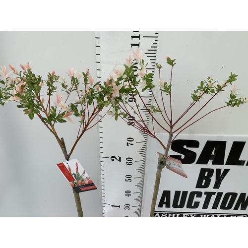 179 - TWO STANDARD SALIX INTEGRA 'FLAMINGO' OVER 110CM IN HEIGHT IN 3 LTR POTS PLUS VAT TO BE SOLD FOR THE... 