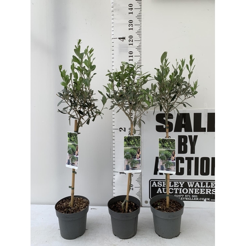 183 - THREE OLIVE EUROPEA STANDARD TREES APPROX 110CM- 120CM IN HEIGHT IN 3 LTR POTS NO VAT TO BE SOLD FOR... 