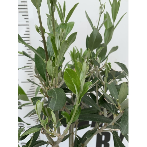 183 - THREE OLIVE EUROPEA STANDARD TREES APPROX 110CM- 120CM IN HEIGHT IN 3 LTR POTS NO VAT TO BE SOLD FOR... 