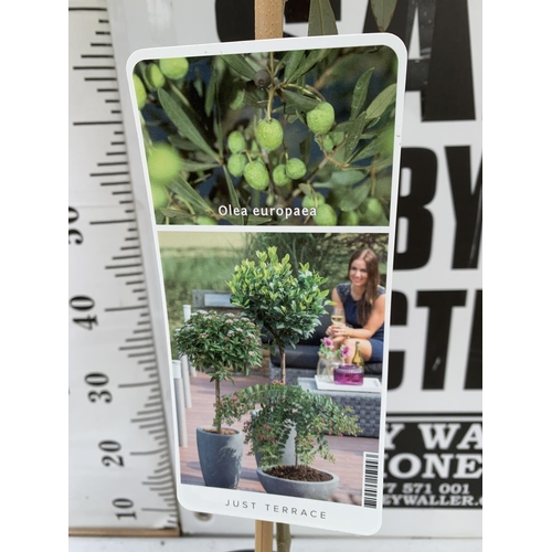 183 - THREE OLIVE EUROPEA STANDARD TREES APPROX 110CM- 120CM IN HEIGHT IN 3 LTR POTS NO VAT TO BE SOLD FOR... 