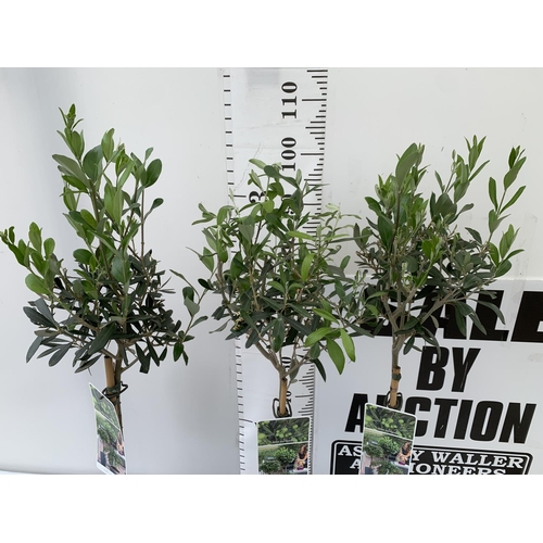 183 - THREE OLIVE EUROPEA STANDARD TREES APPROX 110CM- 120CM IN HEIGHT IN 3 LTR POTS NO VAT TO BE SOLD FOR... 