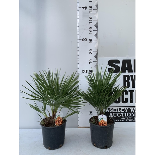 185 - TWO CHAMAEROPS HUMILIS HARDY IN 3 LTR POTS APPROX 70CM IN HEIGHT PLUS VAT TO BE SOLD FOR THE TWO