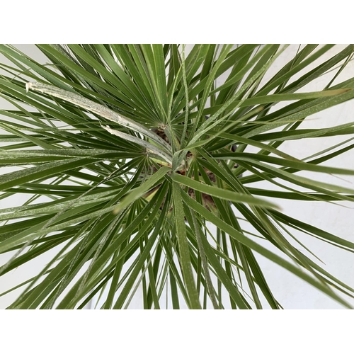 185 - TWO CHAMAEROPS HUMILIS HARDY IN 3 LTR POTS APPROX 70CM IN HEIGHT PLUS VAT TO BE SOLD FOR THE TWO