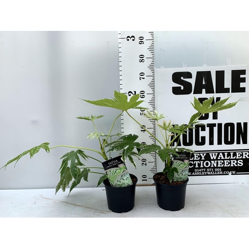 186 - TWO FATSIA JAPONICA 'SPIDERS WEB' IN 2 LTR POTS 60CM TALL PLUS VAT TO BE SOLD FOR THE TWO