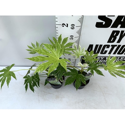 186 - TWO FATSIA JAPONICA 'SPIDERS WEB' IN 2 LTR POTS 60CM TALL PLUS VAT TO BE SOLD FOR THE TWO