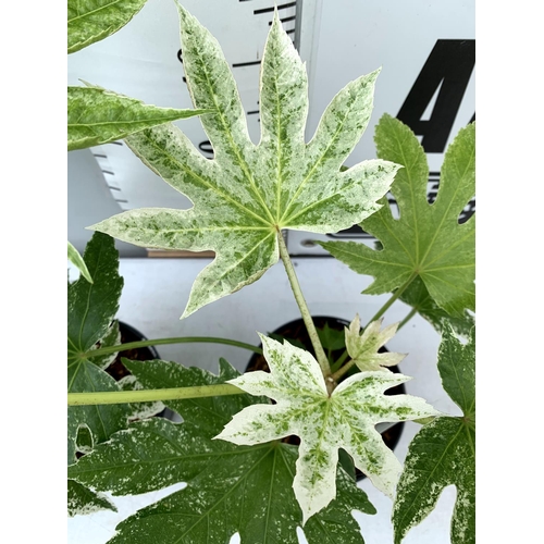 186 - TWO FATSIA JAPONICA 'SPIDERS WEB' IN 2 LTR POTS 60CM TALL PLUS VAT TO BE SOLD FOR THE TWO