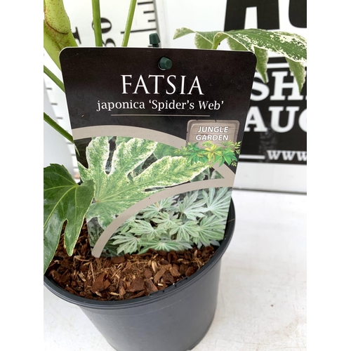 186 - TWO FATSIA JAPONICA 'SPIDERS WEB' IN 2 LTR POTS 60CM TALL PLUS VAT TO BE SOLD FOR THE TWO