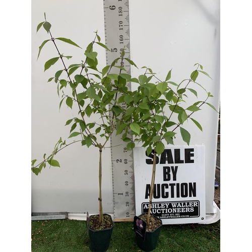 187 - TWO PURPLE CALLICARPA STANDARD TREES BODINIERI PROFUSION IN 4 LTR POTS 160CM IN HEIGHT PLUS VAT TO B... 