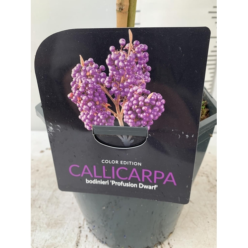 187 - TWO PURPLE CALLICARPA STANDARD TREES BODINIERI PROFUSION IN 4 LTR POTS 160CM IN HEIGHT PLUS VAT TO B... 