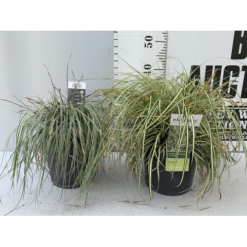 189 - TWO HARDY ORNAMENTAL GRASSES CAREX 'EVERGOLD' AND 'EVEREST' IN 3 LTR POTS APPROX 40CM IN HEIGHT PLUS... 