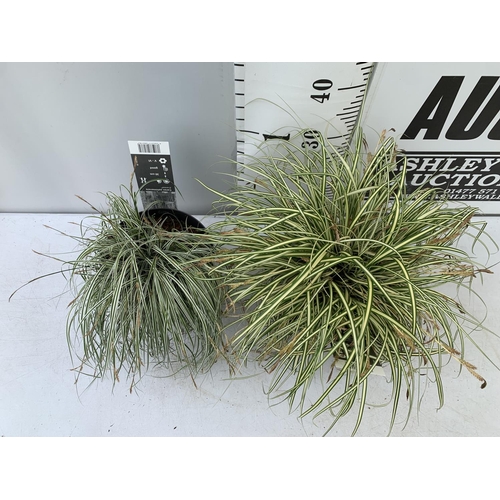 189 - TWO HARDY ORNAMENTAL GRASSES CAREX 'EVERGOLD' AND 'EVEREST' IN 3 LTR POTS APPROX 40CM IN HEIGHT PLUS... 