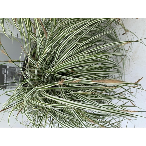 189 - TWO HARDY ORNAMENTAL GRASSES CAREX 'EVERGOLD' AND 'EVEREST' IN 3 LTR POTS APPROX 40CM IN HEIGHT PLUS... 