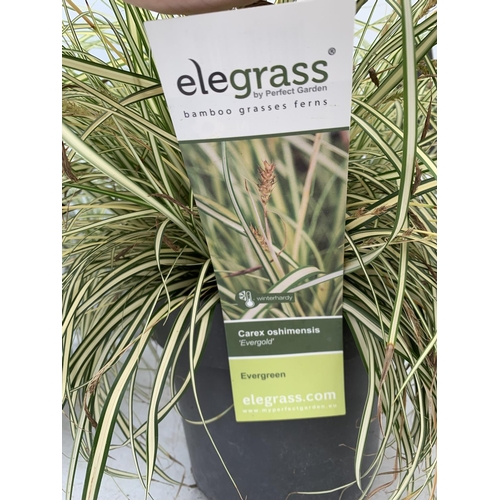 189 - TWO HARDY ORNAMENTAL GRASSES CAREX 'EVERGOLD' AND 'EVEREST' IN 3 LTR POTS APPROX 40CM IN HEIGHT PLUS... 