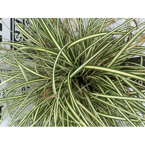 189 - TWO HARDY ORNAMENTAL GRASSES CAREX 'EVERGOLD' AND 'EVEREST' IN 3 LTR POTS APPROX 40CM IN HEIGHT PLUS... 