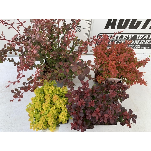 191 - FOUR ASSORTED BERBERIS THUNBERGII 'HARLEQUIN, TINY GOLD, ADMIRATION AND CONCORDE' IN 2 LTR POTS PLUS... 