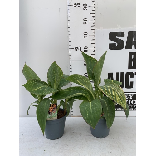 193 - TWO EXCLUSIVE VARIETY CANNA PRETORIA APPROX 60CM IN HEIGHT IN 2 LTR POTS PLUS VAT TO BE SOLD FOR THE... 