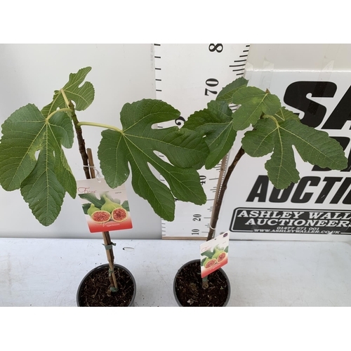 195 - TWO FIG FICUS CARICA IN 2 LTR POTS APPROX 80CM IN HEIGHT NO VAT TO BE SOLD FOR THE TWO