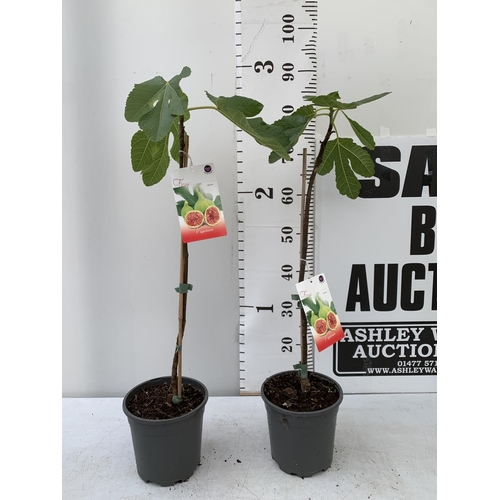 195 - TWO FIG FICUS CARICA IN 2 LTR POTS APPROX 80CM IN HEIGHT NO VAT TO BE SOLD FOR THE TWO