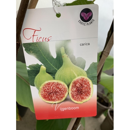 195 - TWO FIG FICUS CARICA IN 2 LTR POTS APPROX 80CM IN HEIGHT NO VAT TO BE SOLD FOR THE TWO