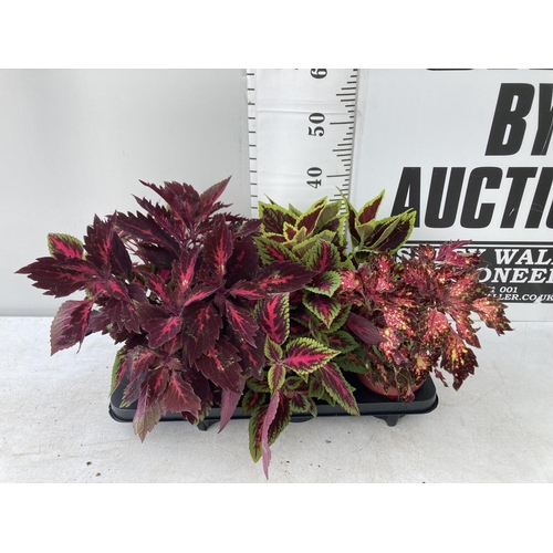 196 - SIX VARIEGATED COLEUS IN 1.3 LITRE POTS TO BE SOLD FOR THE SIX PLUS VAT