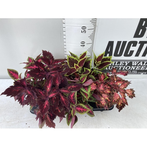 196 - SIX VARIEGATED COLEUS IN 1.3 LITRE POTS TO BE SOLD FOR THE SIX PLUS VAT