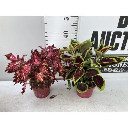 196 - SIX VARIEGATED COLEUS IN 1.3 LITRE POTS TO BE SOLD FOR THE SIX PLUS VAT