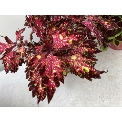 196 - SIX VARIEGATED COLEUS IN 1.3 LITRE POTS TO BE SOLD FOR THE SIX PLUS VAT