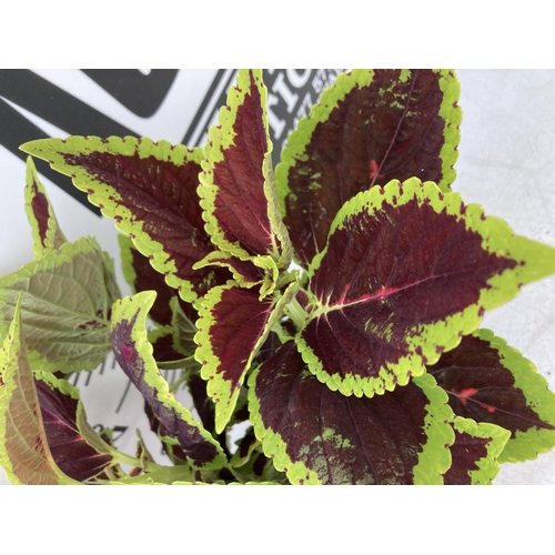 196 - SIX VARIEGATED COLEUS IN 1.3 LITRE POTS TO BE SOLD FOR THE SIX PLUS VAT