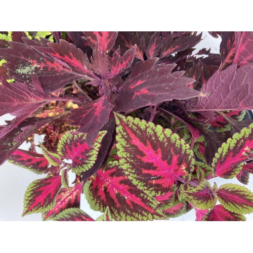 196 - SIX VARIEGATED COLEUS IN 1.3 LITRE POTS TO BE SOLD FOR THE SIX PLUS VAT