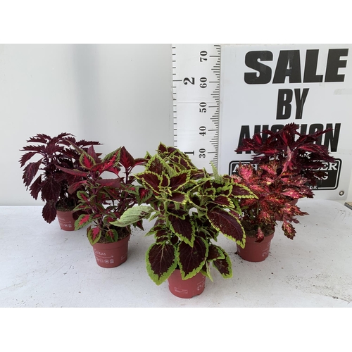 196 - SIX VARIEGATED COLEUS IN 1.3 LITRE POTS TO BE SOLD FOR THE SIX PLUS VAT