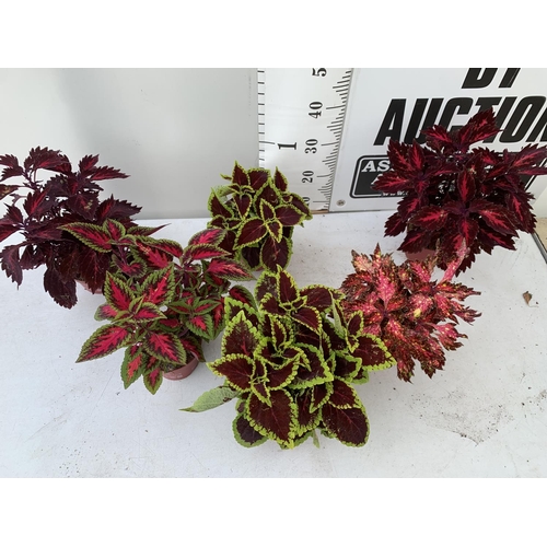 196 - SIX VARIEGATED COLEUS IN 1.3 LITRE POTS TO BE SOLD FOR THE SIX PLUS VAT