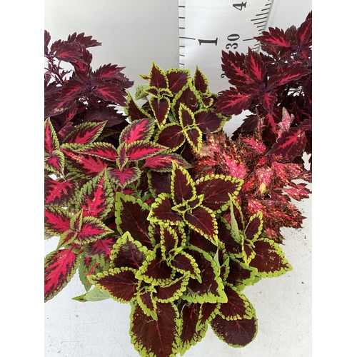 196 - SIX VARIEGATED COLEUS IN 1.3 LITRE POTS TO BE SOLD FOR THE SIX PLUS VAT