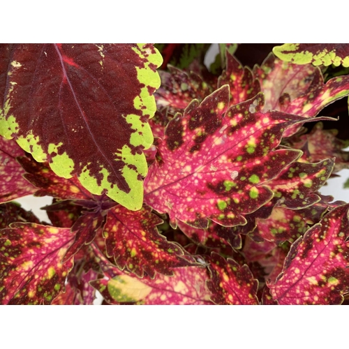 196 - SIX VARIEGATED COLEUS IN 1.3 LITRE POTS TO BE SOLD FOR THE SIX PLUS VAT