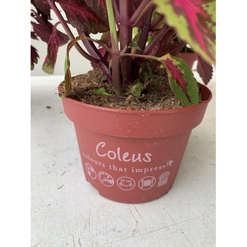 196 - SIX VARIEGATED COLEUS IN 1.3 LITRE POTS TO BE SOLD FOR THE SIX PLUS VAT