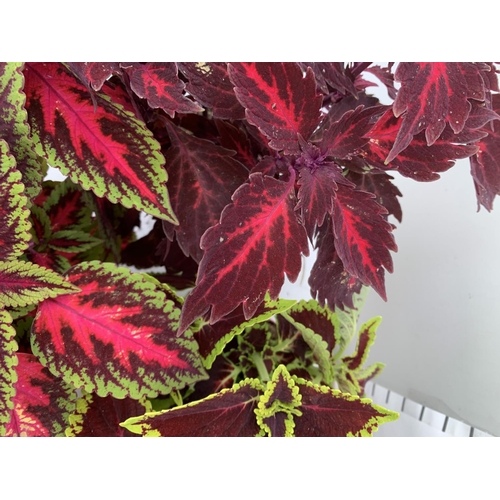 196 - SIX VARIEGATED COLEUS IN 1.3 LITRE POTS TO BE SOLD FOR THE SIX PLUS VAT